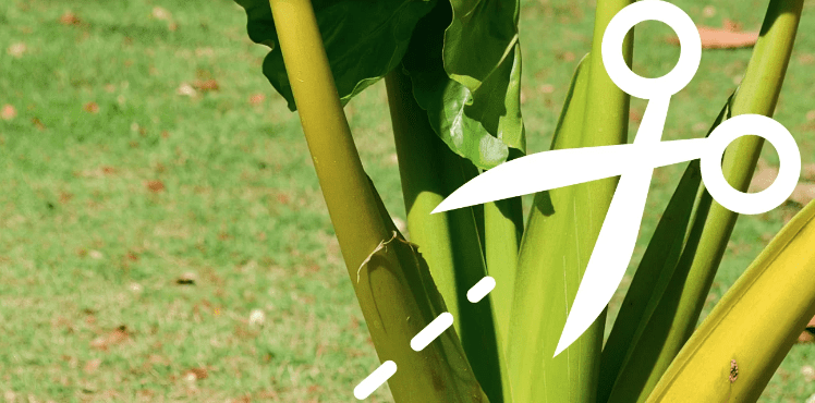 pruning alocasia hilo beauty: image of scissors showing where to prune - righ below the leaves at the node